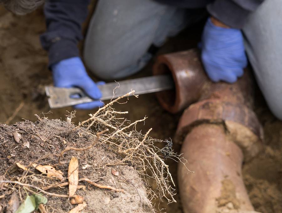 How do Tree Roots Head for Your Sewer Line?